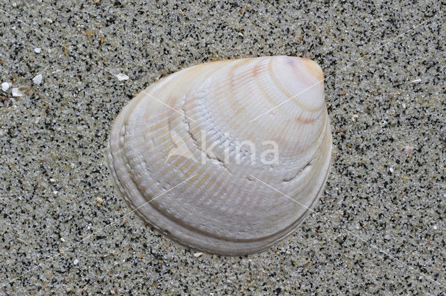 Smooth Cockle (Laevicardium crassum)