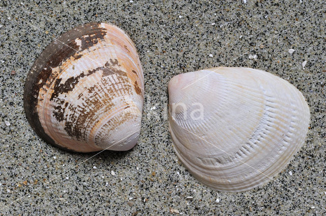 Noorse hartschelp (Laevicardium crassum)