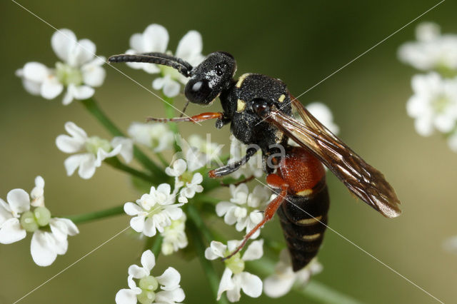 Nysson maculosus