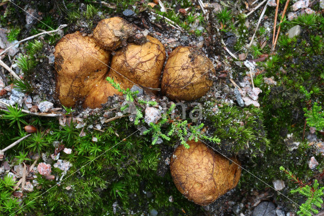 Okerkleurige vezeltruffel (Rhizopogon luteolus)