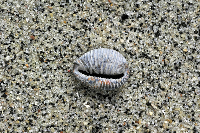 Nothern Cowrie (Trivia arctica)