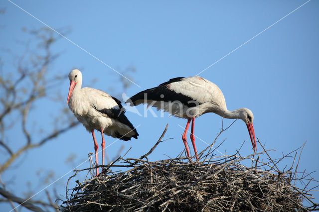 White Stork (Ciconia ciconia)