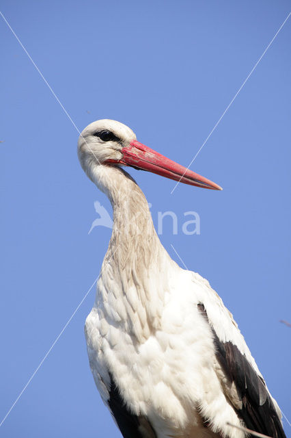 White Stork (Ciconia ciconia)