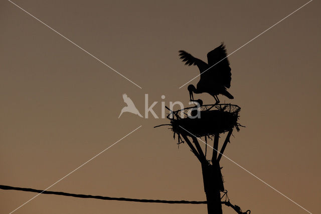 White Stork (Ciconia ciconia)