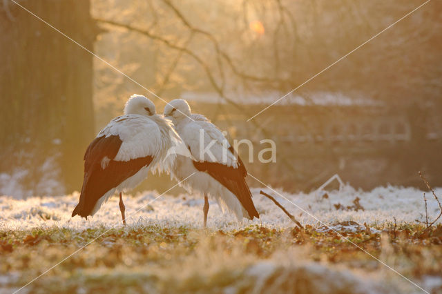 White Stork (Ciconia ciconia)