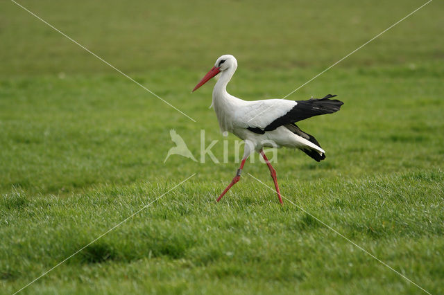 White Stork (Ciconia ciconia)