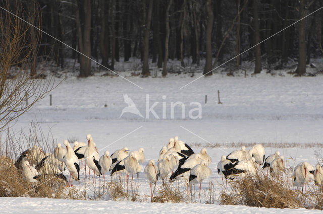 White Stork (Ciconia ciconia)