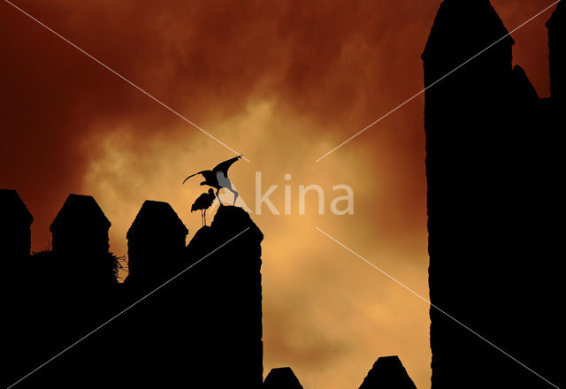 White Stork (Ciconia ciconia)