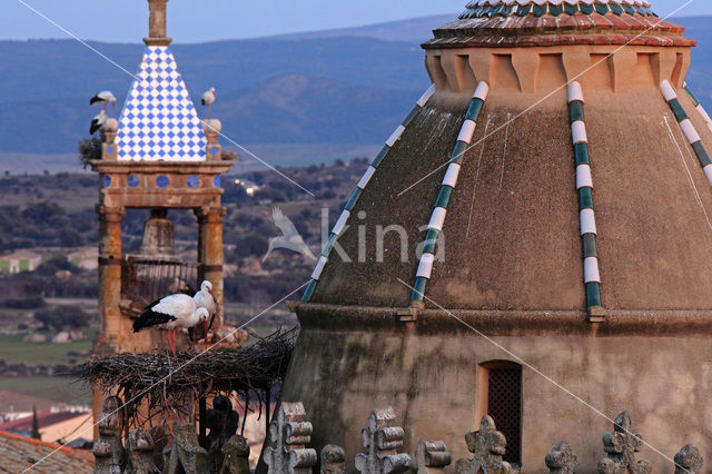 White Stork (Ciconia ciconia)