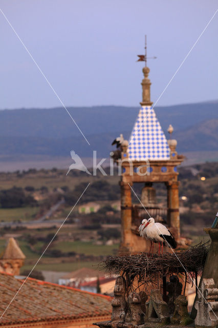 White Stork (Ciconia ciconia)