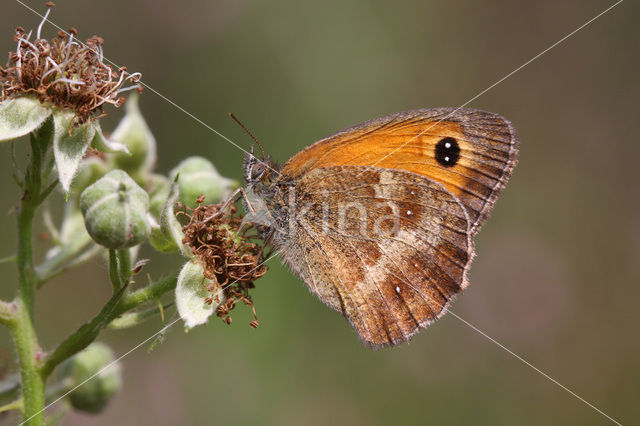 Oranje zandoogje (Pyronia tithonus)