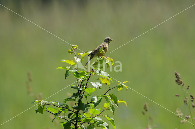 Ortolaan (Emberiza hortulana)