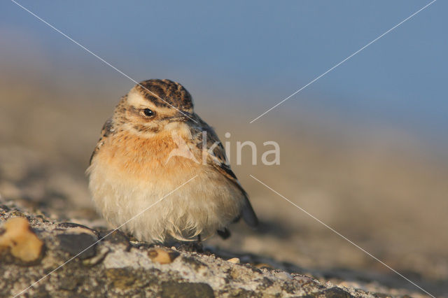 Paapje (Saxicola rubetra)