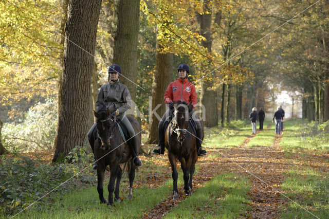 Paard (Equus spp)