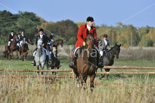 Horse (Equus spp)