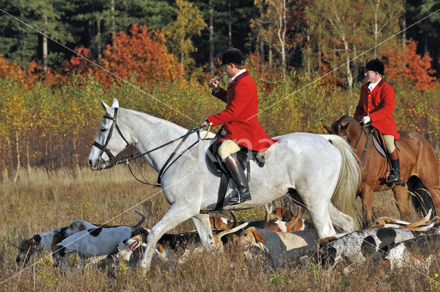 Paard (Equus spp)