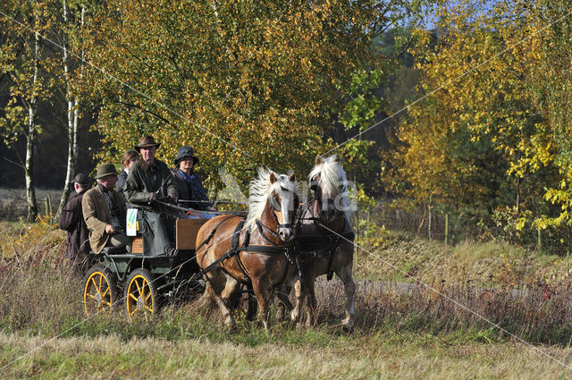 Paard (Equus spp)