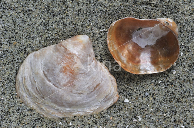 Saddle-oyster (Anomia ephippium)