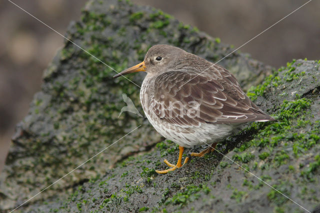 Purple Sandpiper (Calidris maritima)