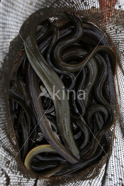 Eel (Anguilla anguilla)