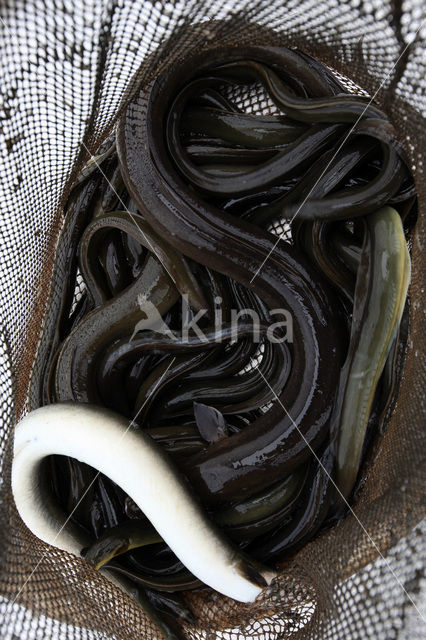 Eel (Anguilla anguilla)