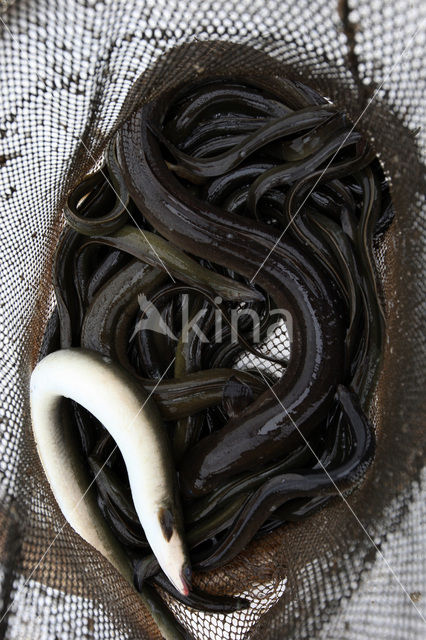 Eel (Anguilla anguilla)