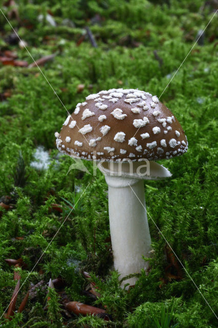 Panteramaniet (Amanita pantherina)