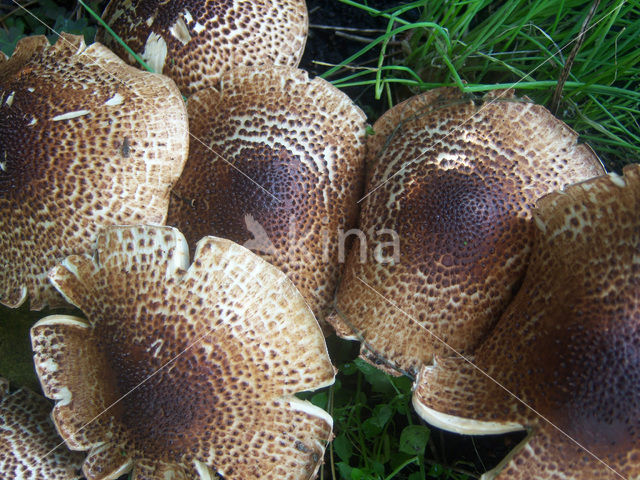 Parasol (Lepiota spec)