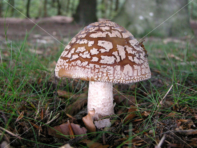 The Blusher (Amanita rubescens)