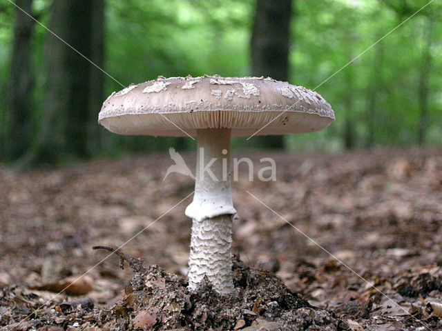 Parelamaniet (Amanita rubescens)