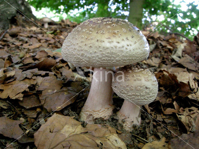 Parelamaniet (Amanita rubescens)