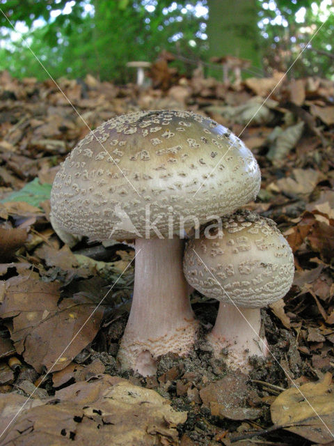 Parelamaniet (Amanita rubescens)