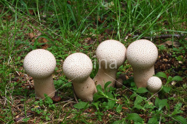 Common puffball (Lycoperdon perlatum)