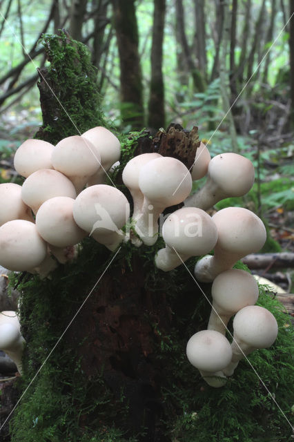 Peervormige stuifzwam (Lycoperdon pyriforme)