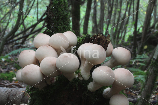 Peervormige stuifzwam (Lycoperdon pyriforme)