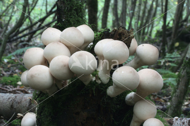 Peervormige stuifzwam (Lycoperdon pyriforme)