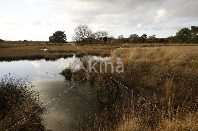 Purple Moor-grass (Molinia caerulea)