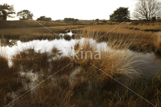 Purple Moor-grass (Molinia caerulea)