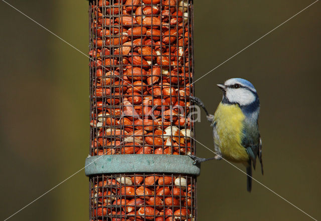 Blue Tit (Parus caeruleus)