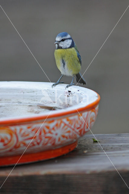 Blue Tit (Parus caeruleus)