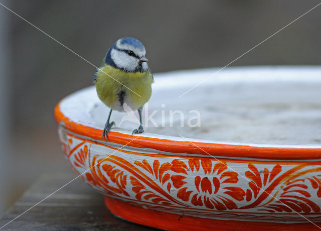 Blue Tit (Parus caeruleus)