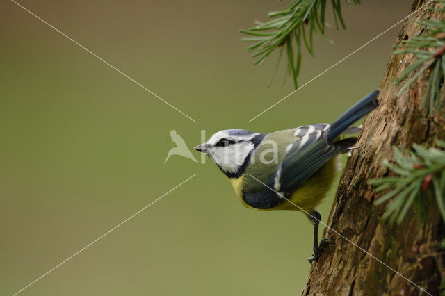 Blue Tit (Parus caeruleus)