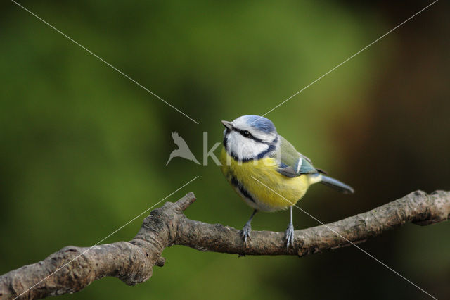 Blue Tit (Parus caeruleus)