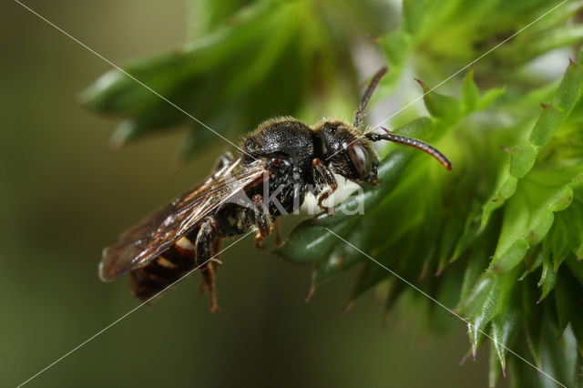 Platkielwespbij (Nomada obtusifrons)