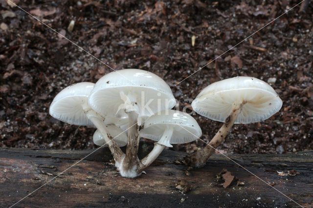 Porcelain fungus (Oudemansiella mucida)