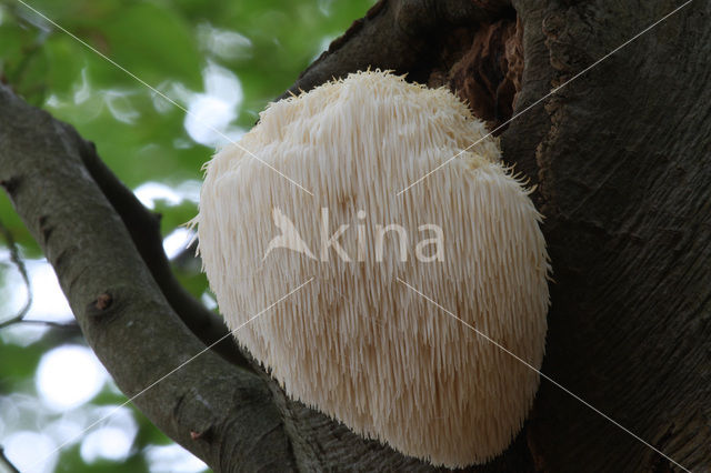Bearded tooth (Hericium erinaceus)