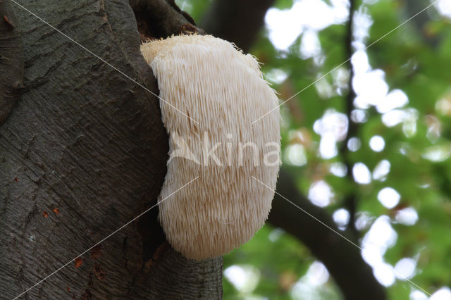 Pruikzwam (Hericium erinaceus)