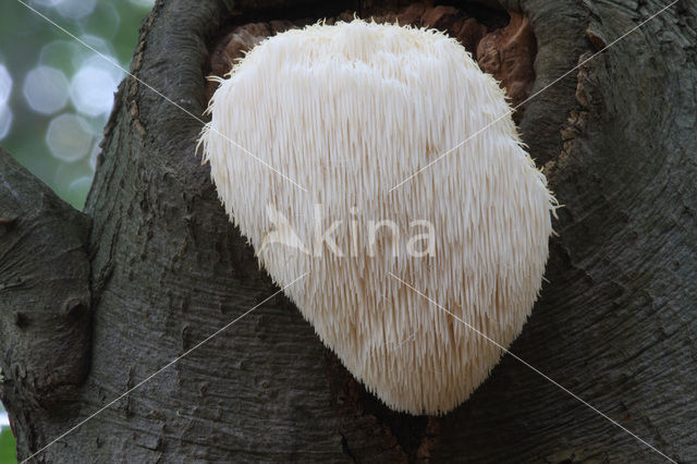 Bearded tooth (Hericium erinaceus)