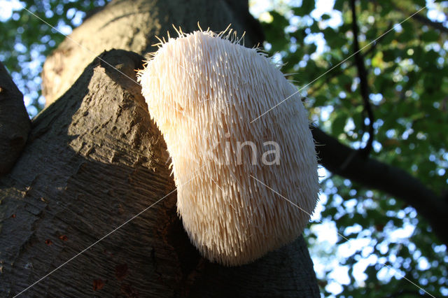 Pruikzwam (Hericium erinaceus)