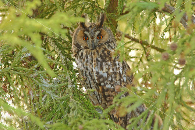 Long-eared Owl (Asio otus)